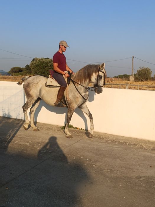 Para venda cavalo capado