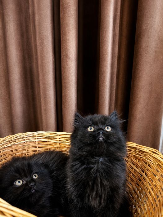Шотландські кошенята