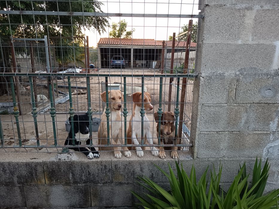 Dão-se cachorras com 1 ano.