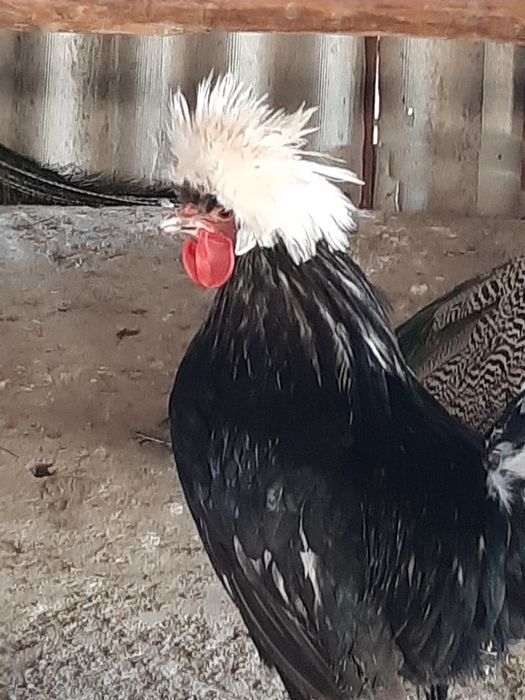 голандский белохохлый петух