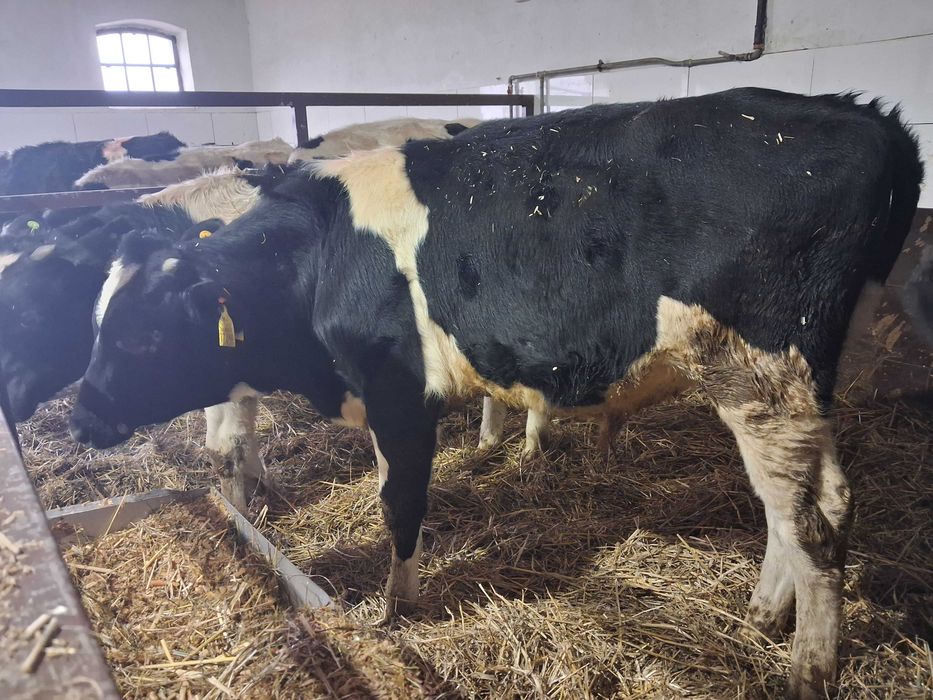 byczki opasy odsadki ncb