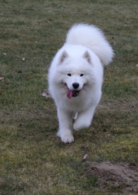 Samoyed/Samojed Reproduktor