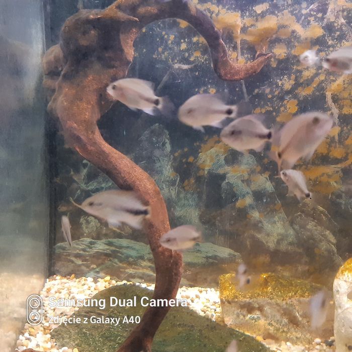 Pielęgnice wielobarwne vieja