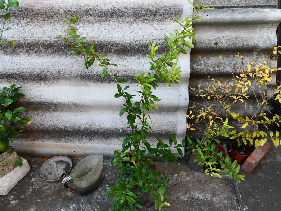 Гранаты Сортовые , разные саженцы.  Разные Сорта.