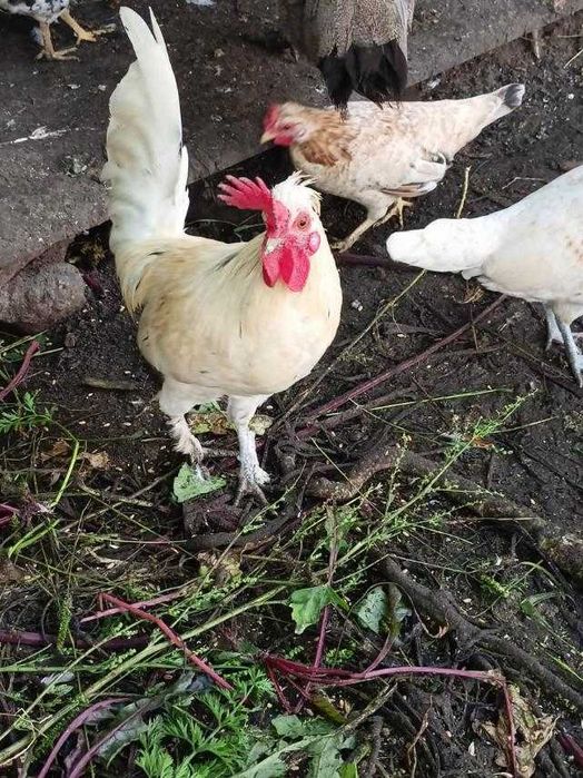 Карликовые куры Бентамки . Півень Петух Курка Курица