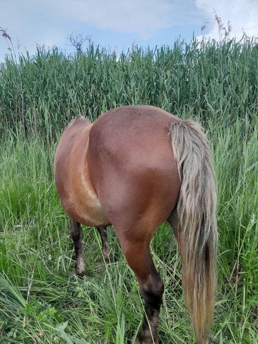 Продам кобылу. 45000