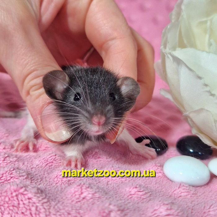 Щурик капюшончатий,щуренята,крысята,крыски,криски,крысы,криси