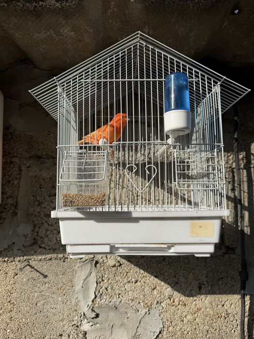 Vendo canario e casota