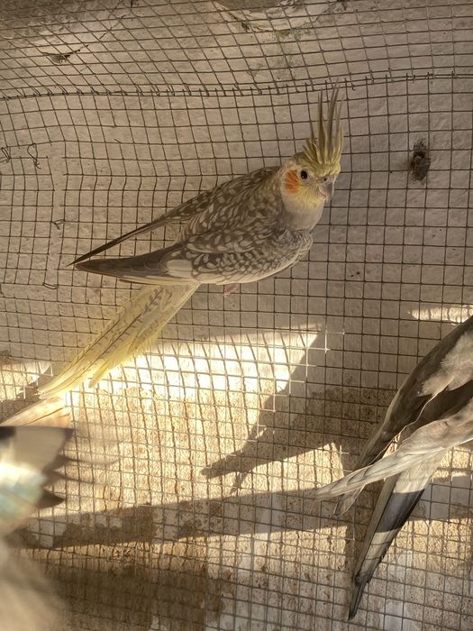 Disponivel todo o meu plantel de aves