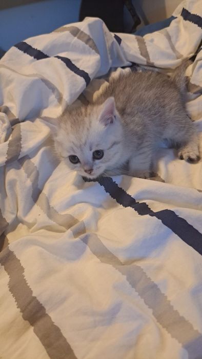 Scottish straight silver chinchilla