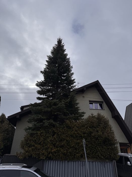 Oddam duże 2 świerki za darmo – w zamian za wycinkę