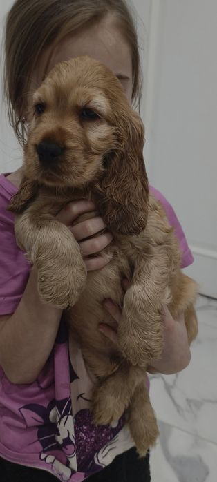 Chłopak, samiec z rodowodem. Cocker spaniel angielski.