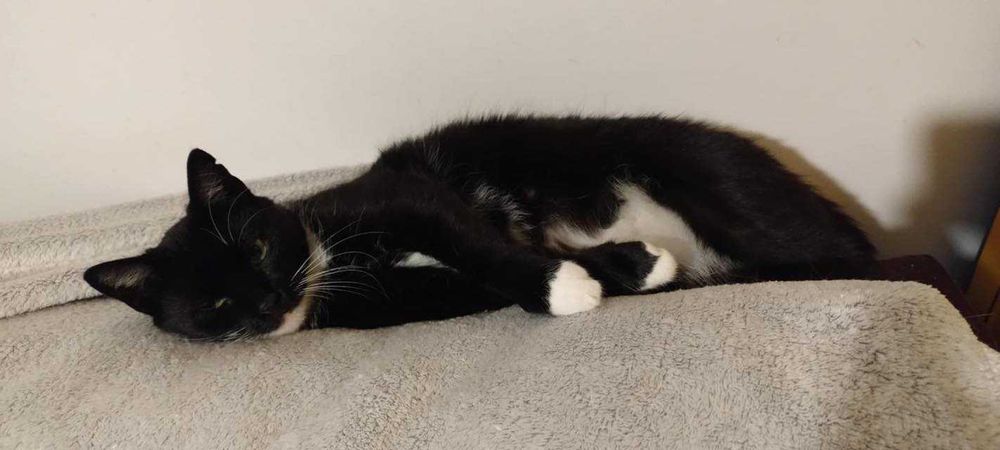 Kotka Alka szuka domku