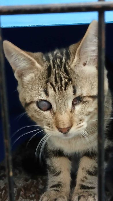 Gatinhos bebés adoção especial consciente