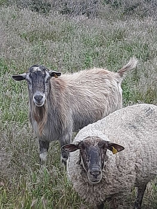 Animais ovinos e caprinos
