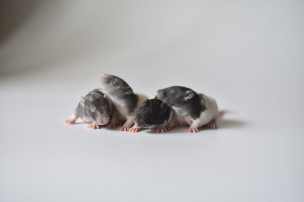 Рекс дамбо стандарт крысята крысы из питомнмка