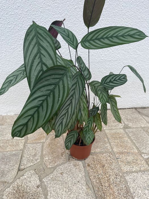 Maranta-peixe para venda
