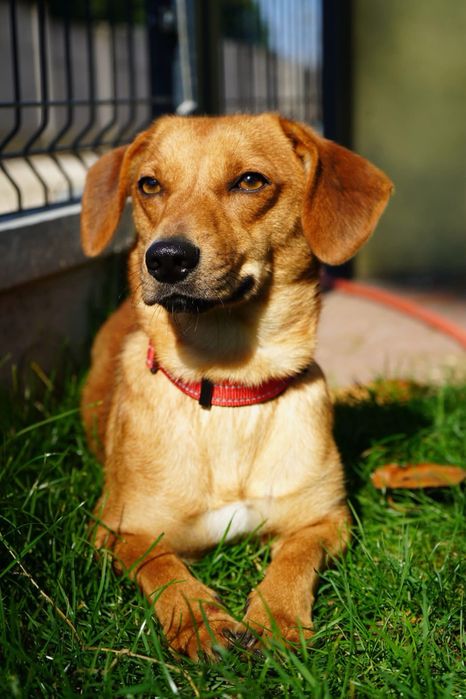 Malenka psinka do adopcji
