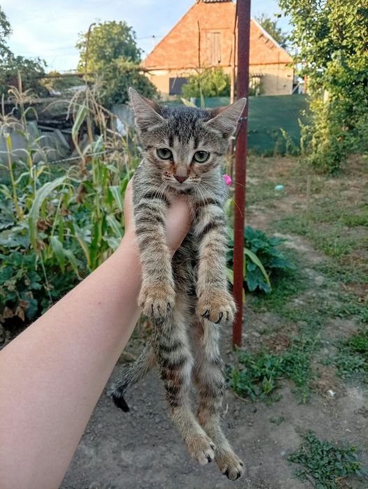 Отдам котенка девочку