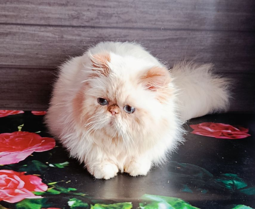 Персидский малыш