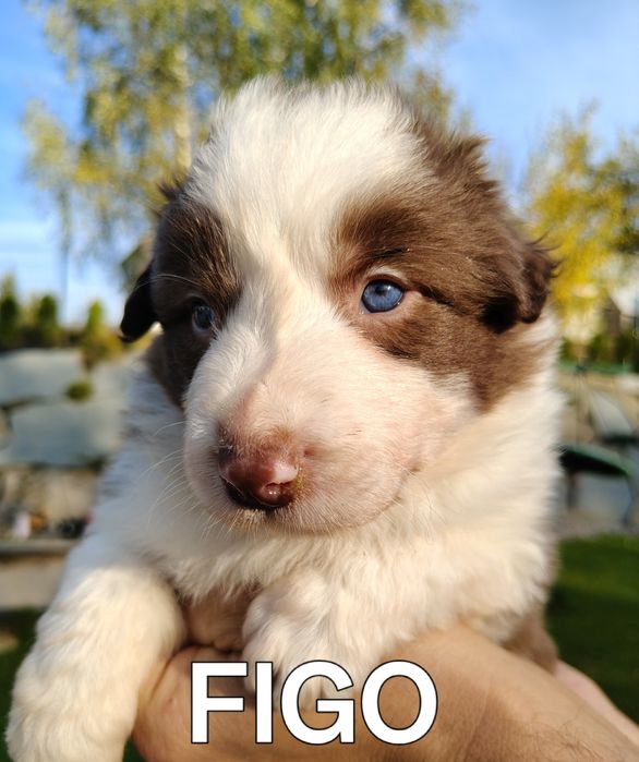 Border collie szczenię