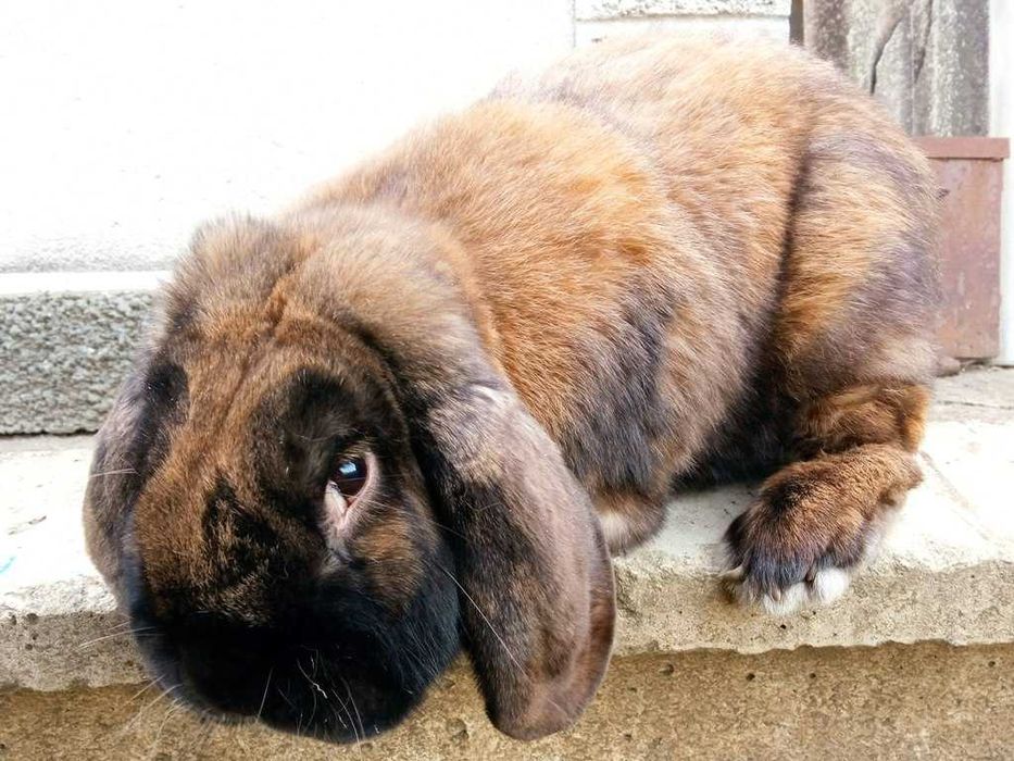 Кріль, самець французький баран, окрас мадагаскар.