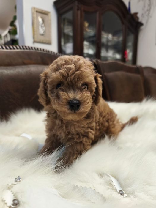 Той пудель КСУ мальчик