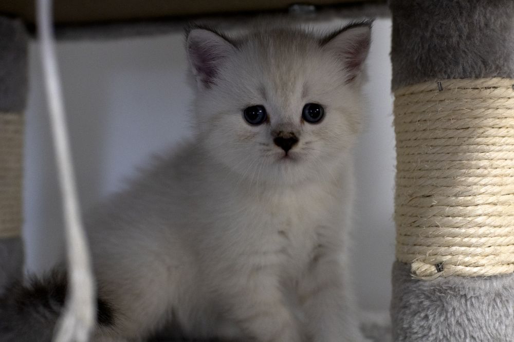 Gatinho scottish Straight