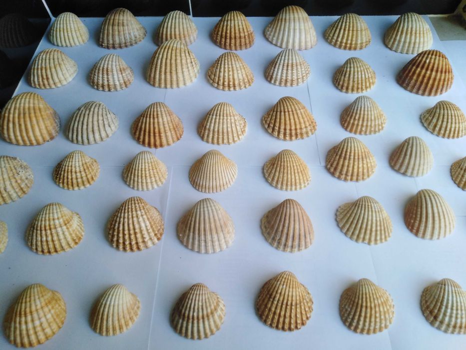 Conjunto de 62 Conchas e 24 Pequenos Búzios.