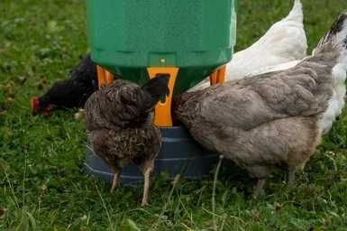 Karmidło dla kur automatyczne KOLOSS z zasobnikiem 35 kg i 25 kg