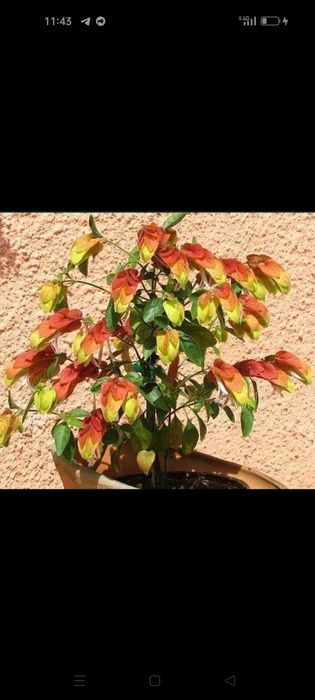 Белопероне кімнатна рослина