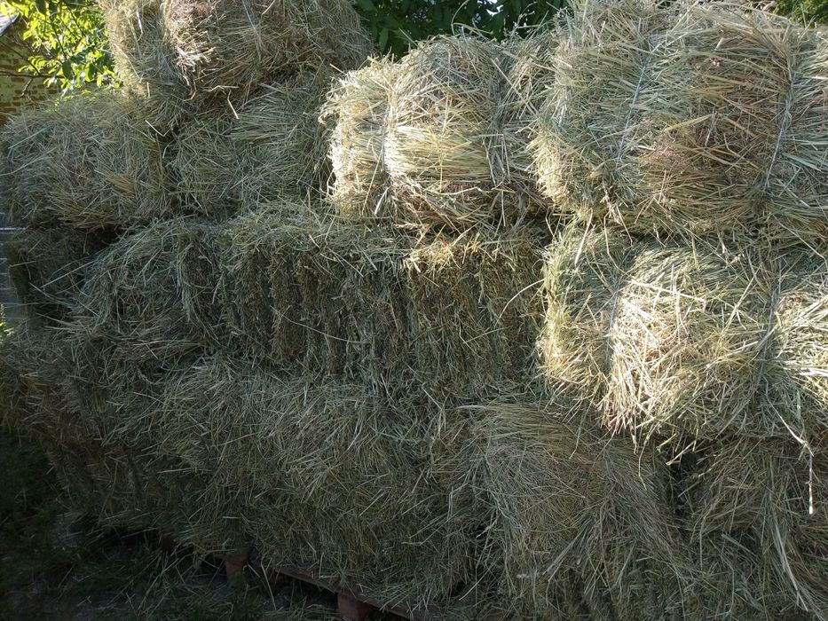 Продам сіно сено