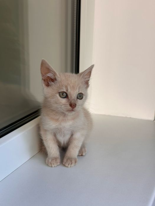Кошеня (хлопчик вік 1,2 місяці)