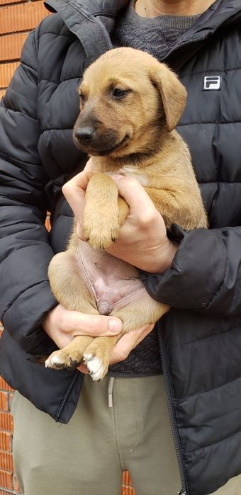 Малышка  Рыжулька в хорошие ручки