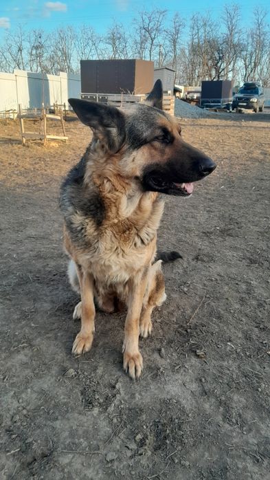 Цуценята німецької вівчарки