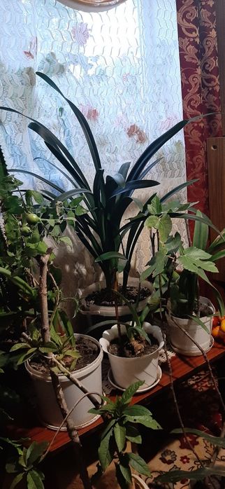 Продам лимони ,вазони