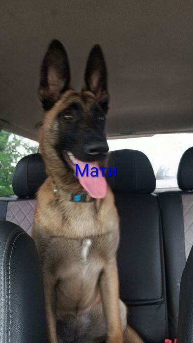 Пропонуємо цуциків Малінуа