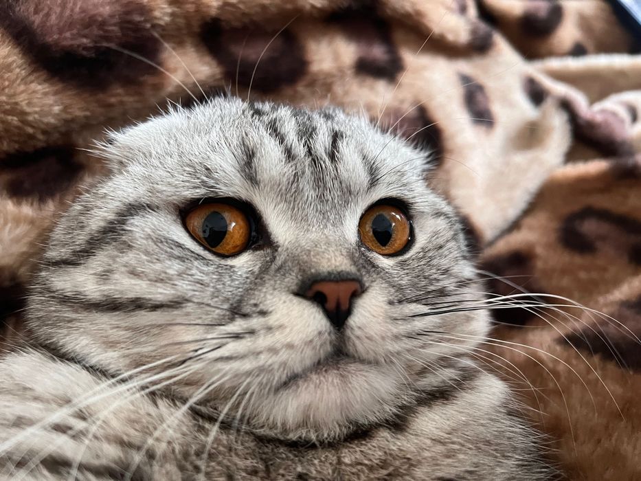 Вязка вислоухий шотландский кот