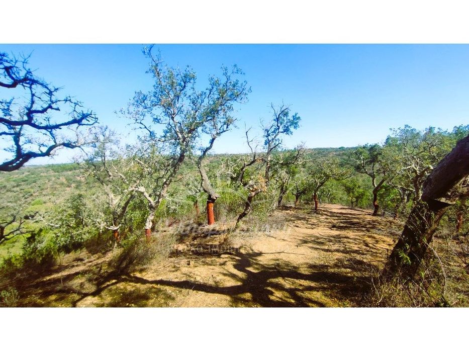 Rustic Land Plot