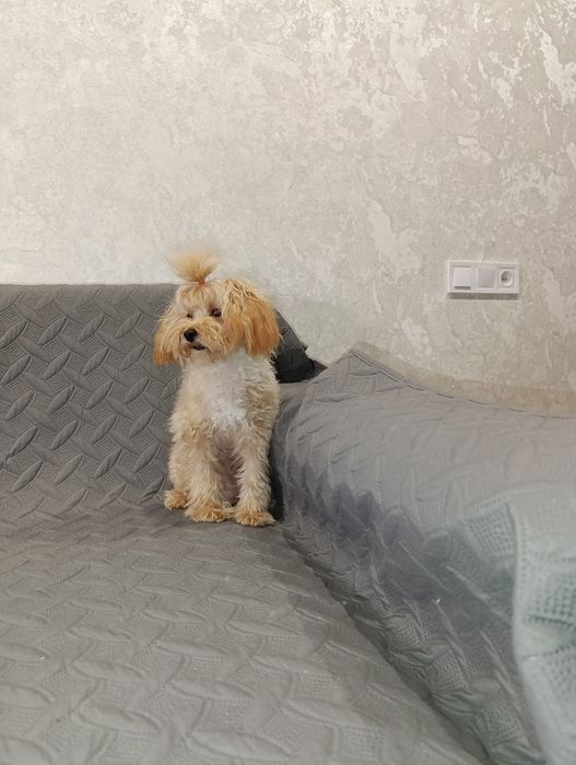 Мальтіпу міні хлопчік