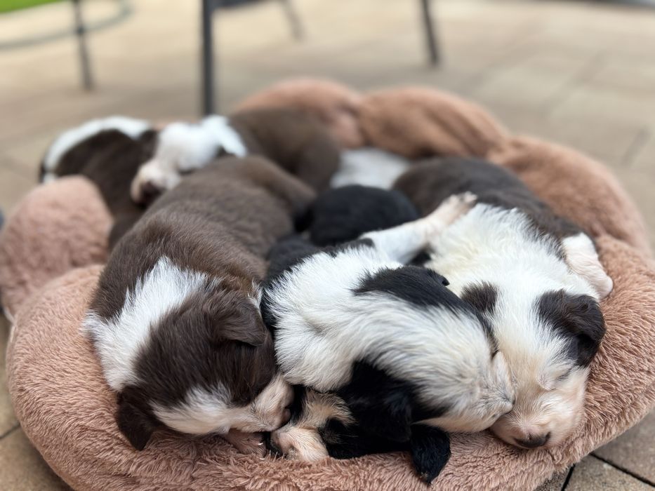 Border Collie, Rezerwacja!!