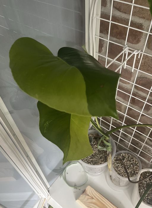 Monstera Green on green - kolekcjonerska, 3 listny szczyt LF