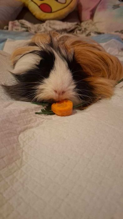 Świnka morska długowłosa