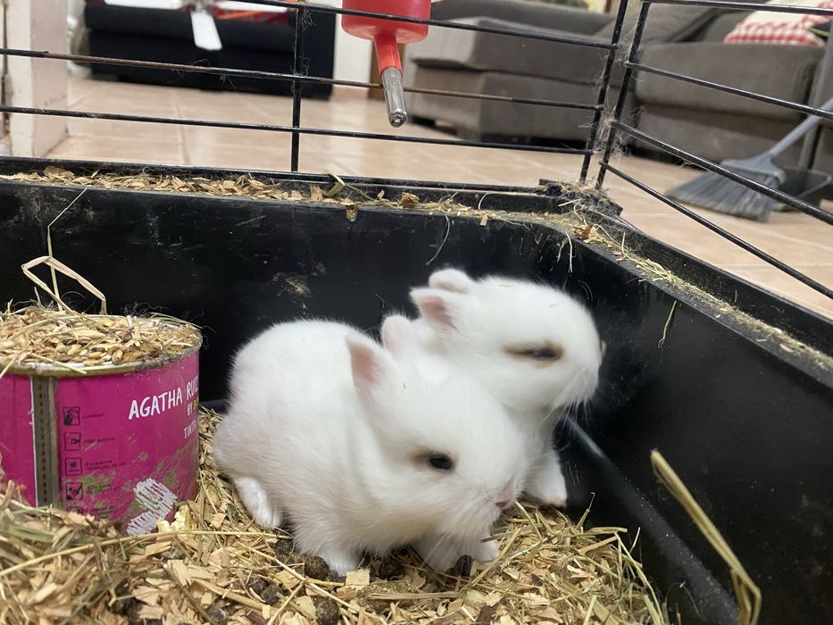 25€ Coelhos anões