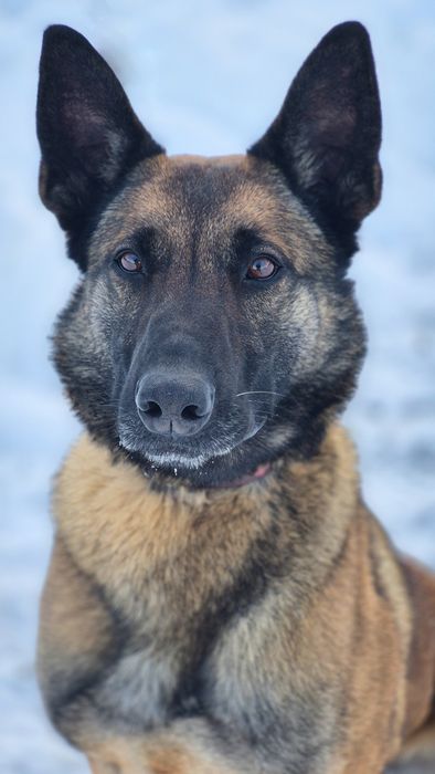 Suczka w typie owczarka belgijskiego szuka domu / do adopcji