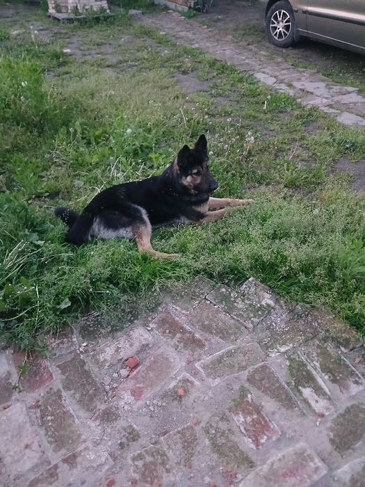 Віддам в добрі руки