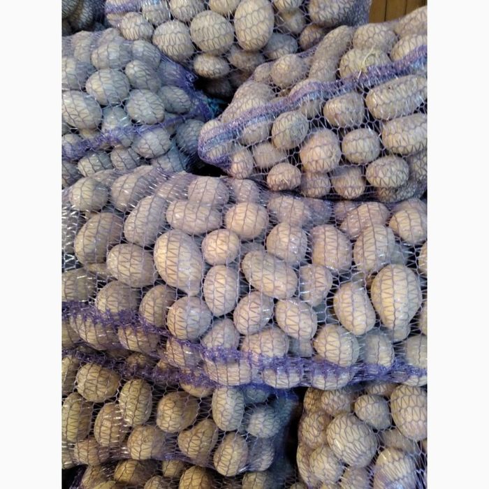 Продам картоплю сорт Бельмондо