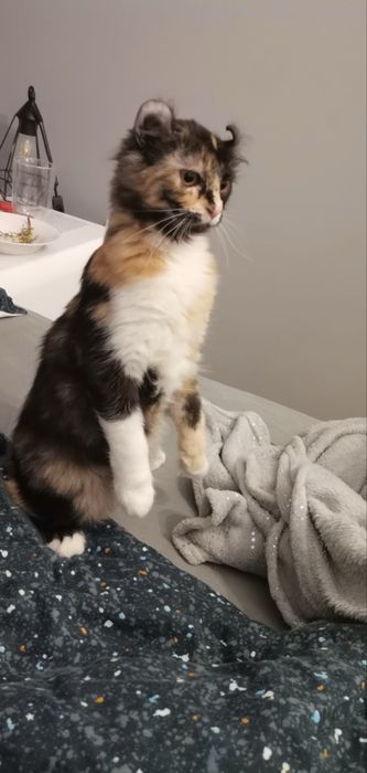 Oddam kotkę american curl