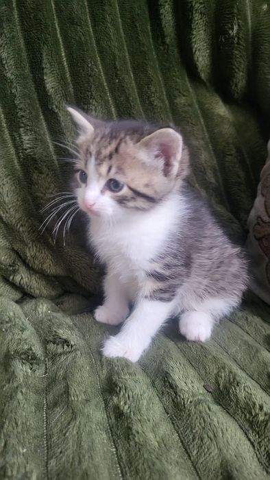 Віддамо у хороші руки