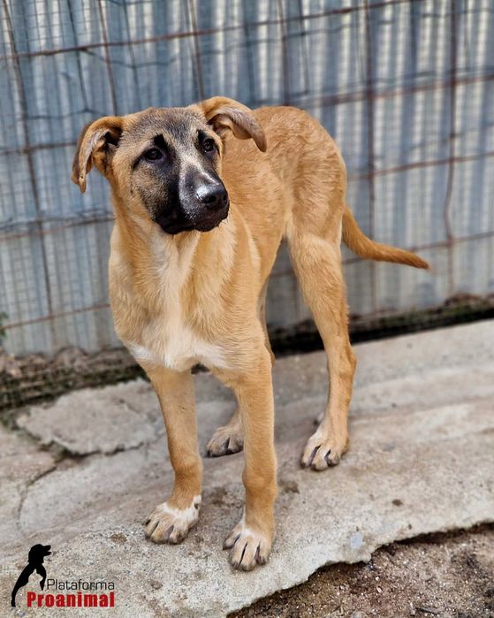 TED - Cãozinho hiper meigo para adoção